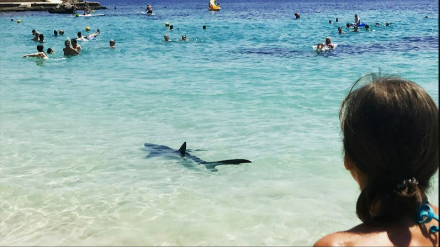 Hai-Alarm auf Mallorca - Urlauber geschockt - Gefährlicher Raubfisch am Strand gesichtet!